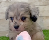 Aussiechon Puppies For Sale Simply Southern Pups